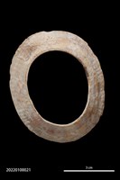 藏品(貝環)的圖片